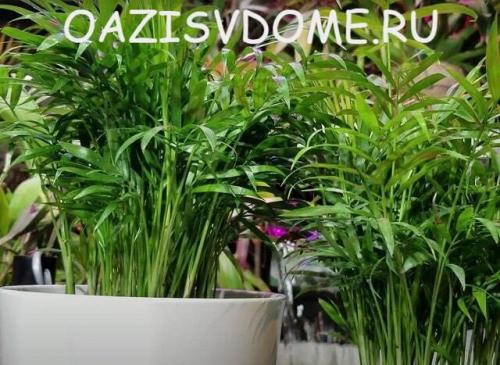 Бледные листья у пальмы.