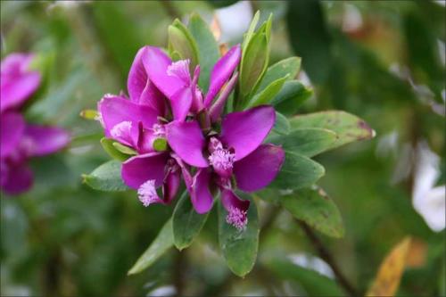 Быстрорастущие вьющиеся растения для забора и сада  . Обзор многолетних и однолетних растений. Фото + инструкция с описанием