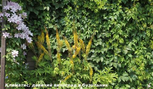 Вьющиеся растения для вашего сада. Лучшие декоративные лианы для дизайна сада: однолетние, многолетние, красивоцветущие и экзотические