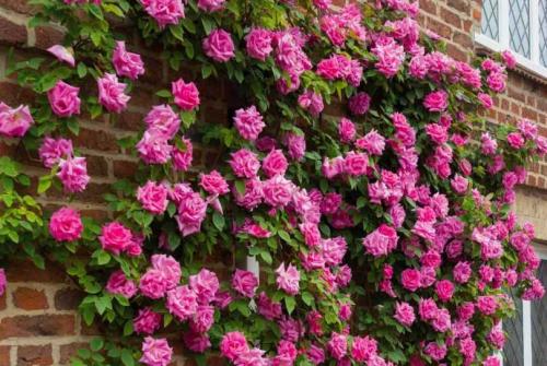 Быстрорастущие вьющиеся растения для забора и сада  . Обзор многолетних и однолетних растений. Фото + инструкция с описанием