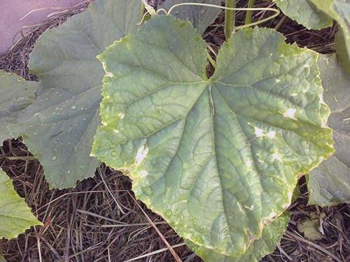 Светло-зеленые листья у растений появляются при недостатке. Хлороз растений –, что это такое и как проявляется