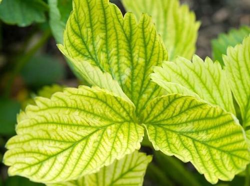 Светло-зеленые листья у растений появляются при недостатке. Хлороз растений –, что это такое и как проявляется