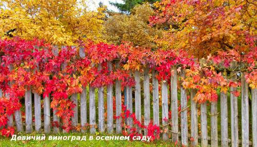 Вьющиеся растения для вашего сада. Лучшие декоративные лианы для дизайна сада: однолетние, многолетние, красивоцветущие и экзотические