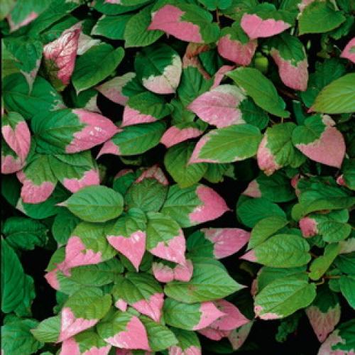 Вьющиеся растения для вашего сада. Лучшие декоративные лианы для дизайна сада: однолетние, многолетние, красивоцветущие и экзотические 26 Вьющиеся растения для вашего сада. Лучшие декоративные лианы для дизайна сада: однолетние, многолетние, красивоцветущие и экзотические 26