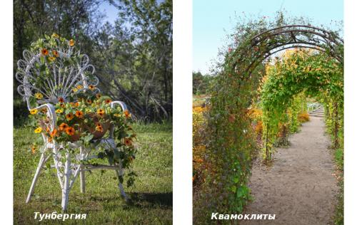 Вьющиеся растения для вашего сада. Лучшие декоративные лианы для дизайна сада: однолетние, многолетние, красивоцветущие и экзотические