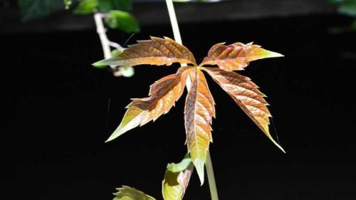 Быстрорастущие вьющиеся растения для забора и сада  . Обзор многолетних и однолетних растений. Фото + инструкция с описанием