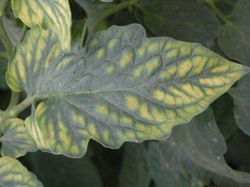 Светло-зеленые листья у растений появляются при недостатке. Хлороз растений –, что это такое и как проявляется