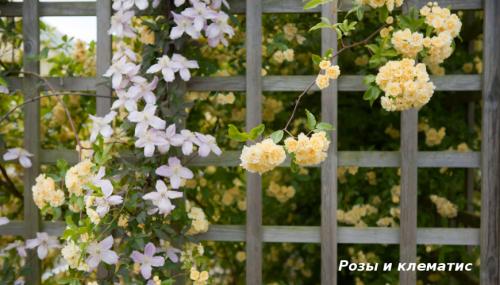 Вьющиеся растения для вашего сада. Лучшие декоративные лианы для дизайна сада: однолетние, многолетние, красивоцветущие и экзотические