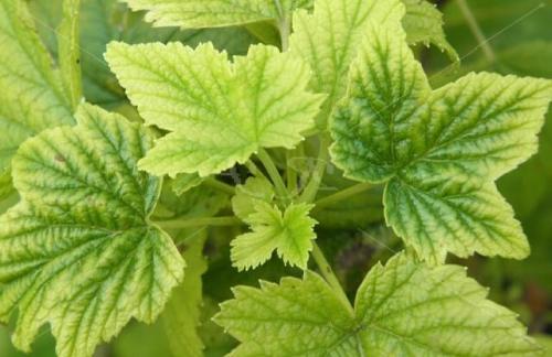 Светло-зеленые листья у растений появляются при недостатке. Хлороз растений –, что это такое и как проявляется