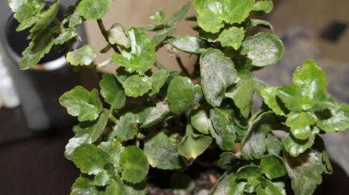 Почему белеют листья у комнатных растений. Белый налет на комнатных растениях: причины, виды и методы борьбы