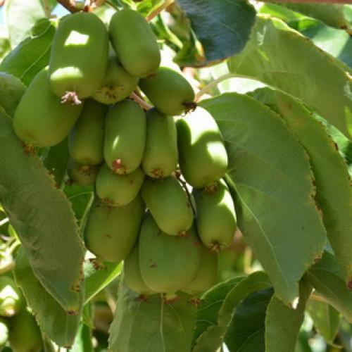 Вьющиеся растения для вашего сада. Лучшие декоративные лианы для дизайна сада: однолетние, многолетние, красивоцветущие и экзотические 25 Вьющиеся растения для вашего сада. Лучшие декоративные лианы для дизайна сада: однолетние, многолетние, красивоцветущие и экзотические 25