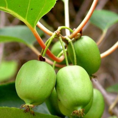 Вьющиеся растения для вашего сада. Лучшие декоративные лианы для дизайна сада: однолетние, многолетние, красивоцветущие и экзотические 27 Вьющиеся растения для вашего сада. Лучшие декоративные лианы для дизайна сада: однолетние, многолетние, красивоцветущие и экзотические 27