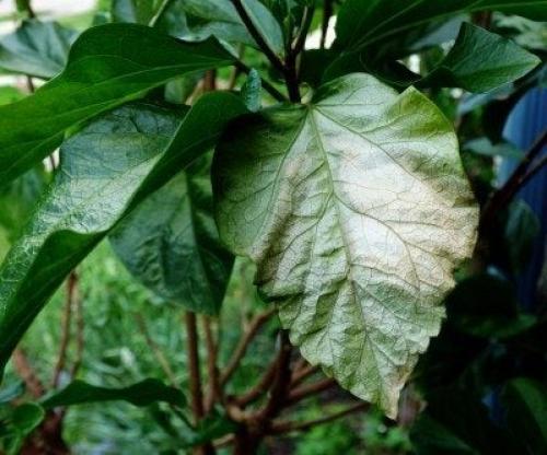 Ожоги листьев комнатных растений. Plant Leaves Turning White Or Pale: Learn About Plant Sunburn Damage