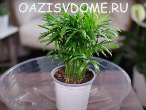 Бледные листья у пальмы.