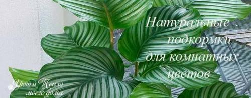 Чем поливать цветы, чтоб листья были зеленые. Подкормка комнатных цветов домашними средствами
