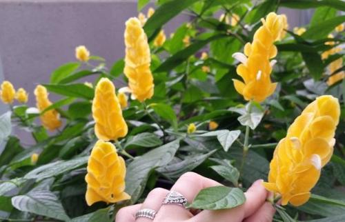 Самое популярное комнатное растение. Декоративные культуры