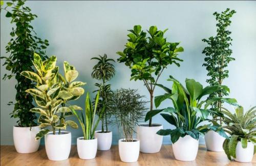 ТОП-15 Лучших комнатных растений для гостиной. Декоративные растения для дома