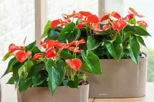 Самое популярное комнатное растение. Декоративные культуры