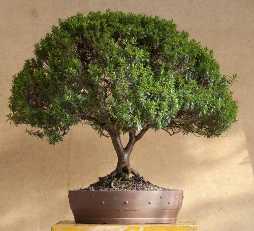 Большие цветы в гостиную. Растения в интерьере гостиной: дизайнерские решения с оригинальным подходом