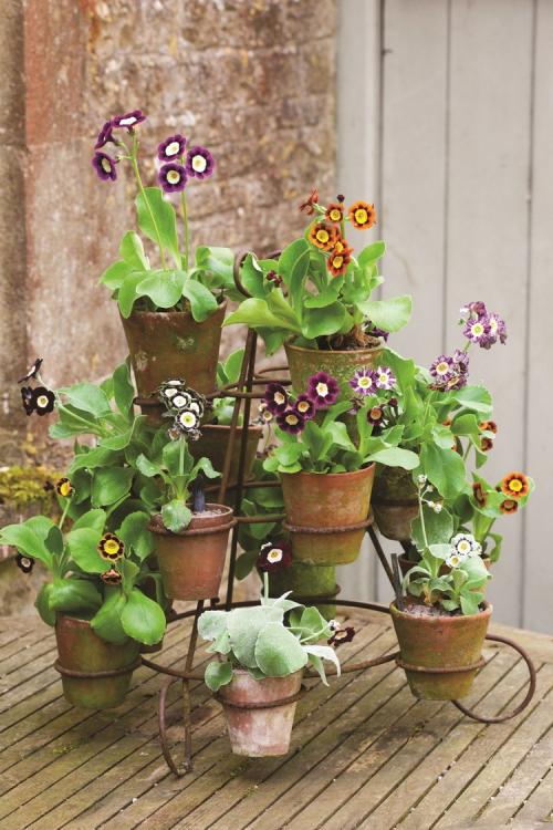 Большие цветы в гостиную. Растения в интерьере гостиной: дизайнерские решения с оригинальным подходом