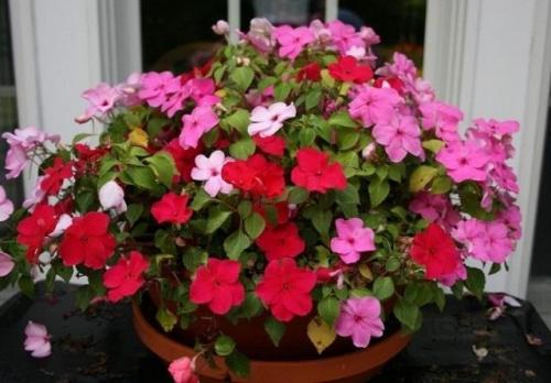 Самое популярное комнатное растение. Декоративные культуры