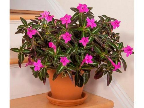 Самое популярное комнатное растение. Декоративные культуры