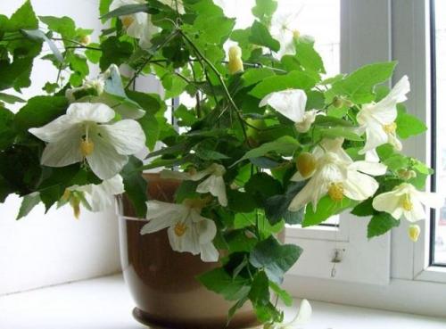 Самое популярное комнатное растение. Декоративные культуры