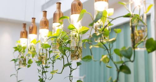 Комнатные цветы в интерьере маленькой квартиры. Комнатные растения в интерьере квартиры и дома