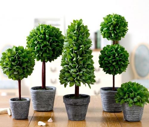 Роль комнатных растений в интерьере