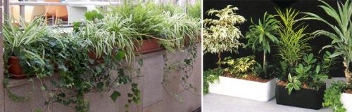 Белые горшки для цветов в интерьере. Ошибки дизайна. Растения в интерьере.