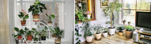 Белые горшки для цветов в интерьере. Ошибки дизайна. Растения в интерьере.