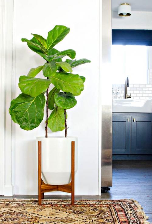 Как разместить комнатные растения в интерьере. Какие цветы лучше разместить в разных комнатах в интерьере квартиры?