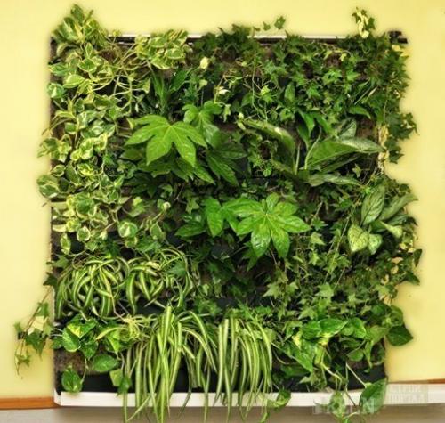 Живая стена своими руками. Какие бывают виды «зеленой стены»?