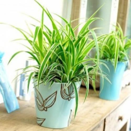 Цветы на стене в горшках. Фитостены с растениями в горшках 03