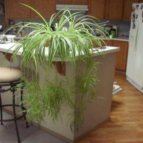 Цветы на стене в горшках. Фитостены с растениями в горшках 04