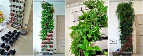 Цветы на стене в горшках. Фитостены с растениями в горшках