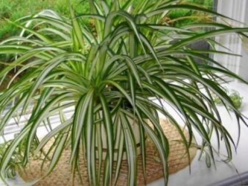 Цветы на стене в горшках. Фитостены с растениями в горшках 07