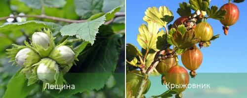 Теневыносливые растения список. Теневыносливые деревья и кустарники: виды, посадка и уход