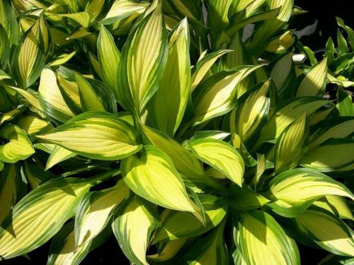 Теневыносливые растения для сада. Список тенелюбивых цветов и растений (21 фото), особенности ухода. Примеры посадки