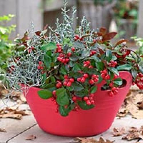 Растения для зимнего сада на балконе. Холодостойкие растения для зимнего озеленения балкона