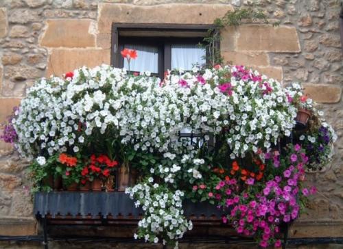 Ампельные растения для балкона. Особенности выбора цветов для балкона