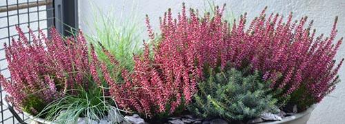 Растения для зимнего сада на балконе. Холодостойкие растения для зимнего озеленения балкона