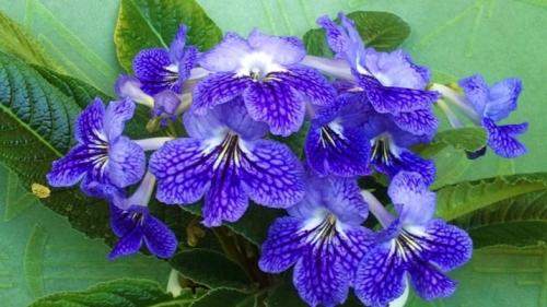 Цветы похожие на петунию только мелкие. Похожие цветы 11