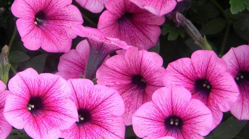 Сурфиния цветок. Выращивание и уход за сурфинией – гибридом петунии японской селекции