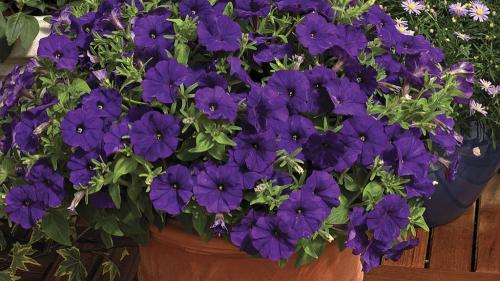 Сурфиния цветок. Выращивание и уход за сурфинией – гибридом петунии японской селекции