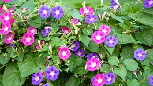 Цветы похожие на петунию только мелкие. Похожие цветы 03