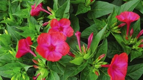 Цветы похожие на петунию только мелкие. Похожие цветы 01