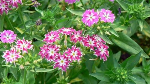 Цветы похожие на петунию только мелкие. Похожие цветы 12