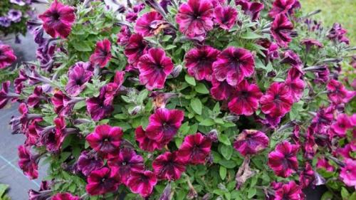 Цветы похожие на петунию только мелкие. Похожие цветы 02