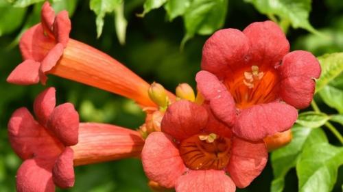 Цветы похожие на петунию только мелкие. Похожие цветы 09